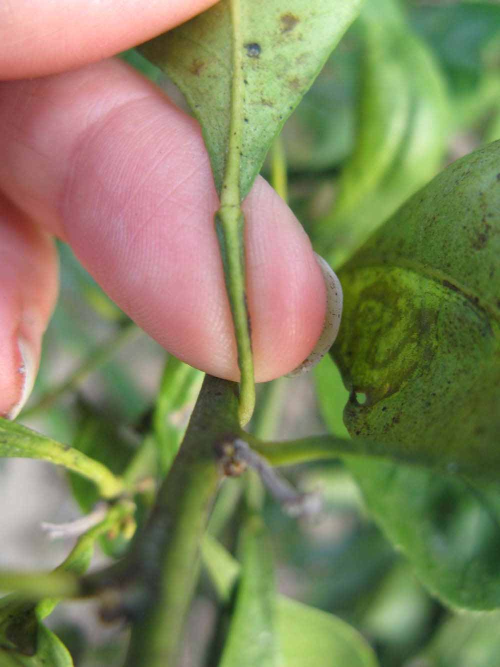                 Petiole (Willowleaf, Winter Haven,   FL)       